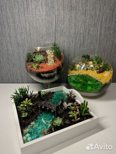 Флорариум садик из суккулентов