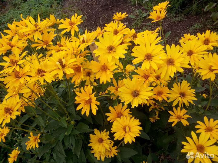 Цветы ромашки