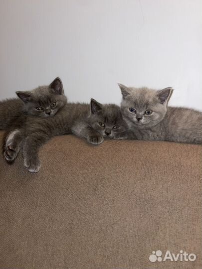 Британские котята