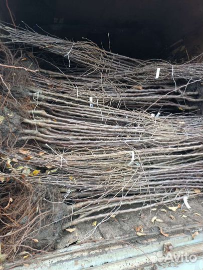 Саженцы плодовых деревьев