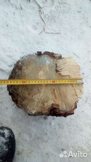 Сувель березовый