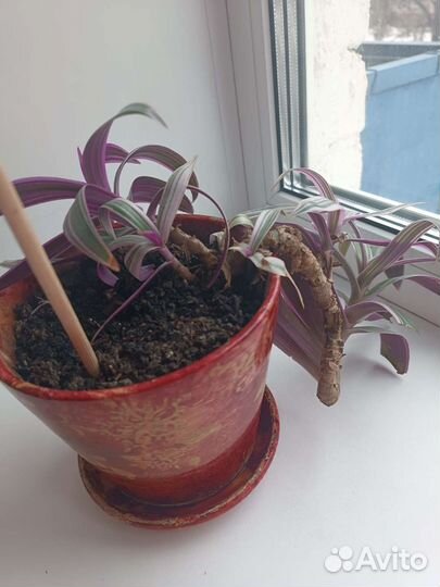 Цветок Рео с горшком