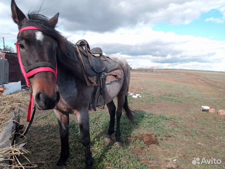 Продам кобылу