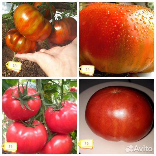 Семена томатов