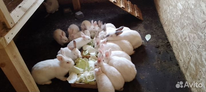 Кролики новозеландские белые