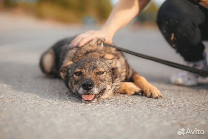 Маленькая собака ждет чуда