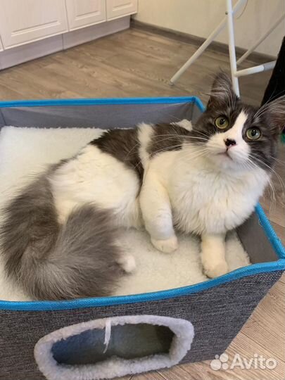 Котик в дар