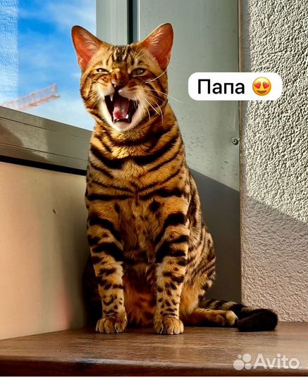 Бенгальская кошка