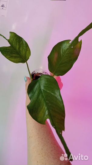 Филодендроны