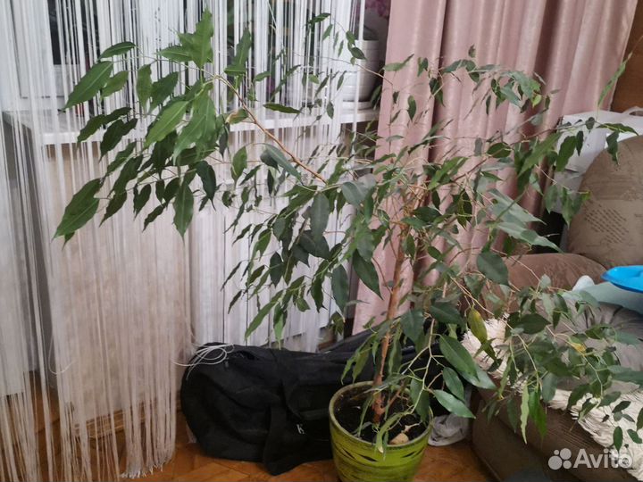 Фикус бенджамина