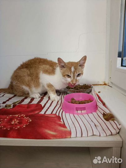 Корниш-рекс в добрые руки