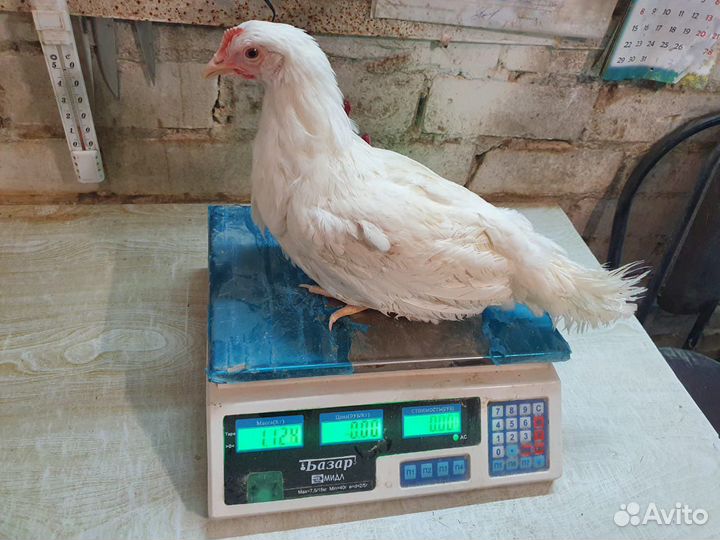 Куры Несушки