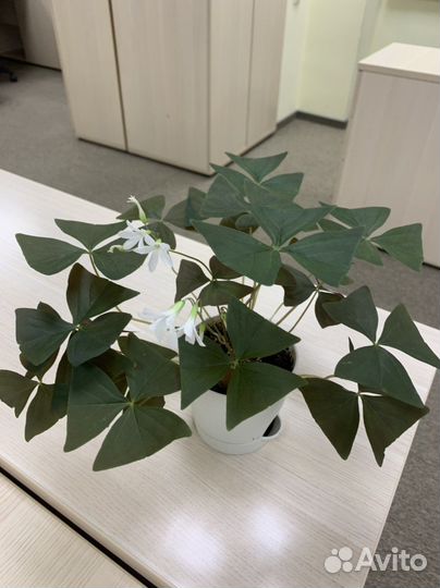 Кислица оксалис белая