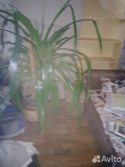 Пальма панданус