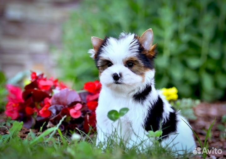 Бивер мальчик