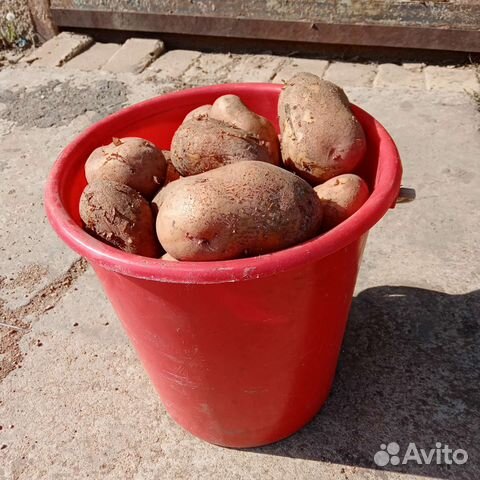 Картофель дачный купить в Краснокаменске