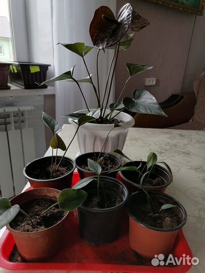 Детки антуриума