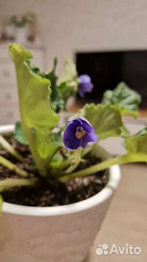 Цветущие хойя, пеларгония (герань), фиалка