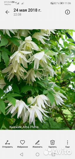 Княжики (клематисы)