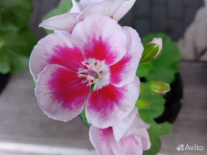 Герань пеларгония цветущее растение