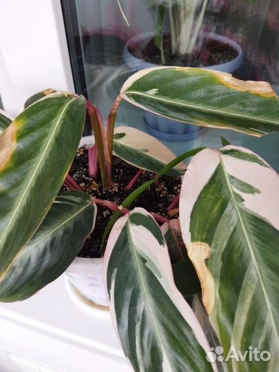 Спатифиллум