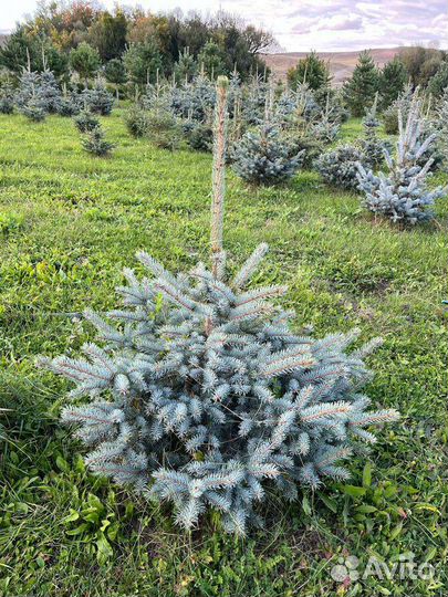 Ель голубая 1 м