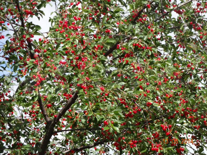 Дача 40 м² на участке 5 сот.