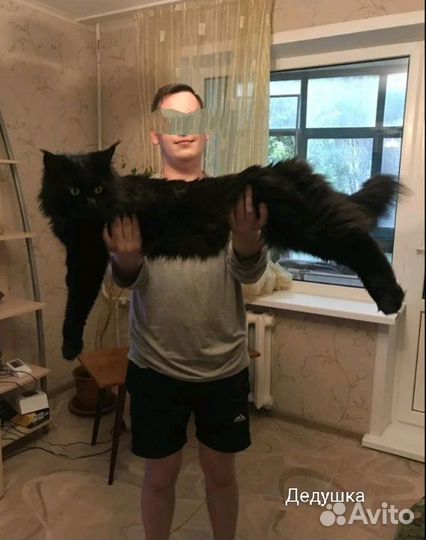 Котята Мейн-кун