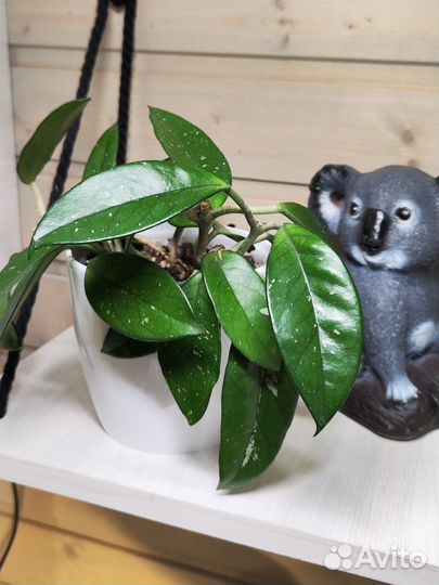 Комнатные растения: хойя карноза