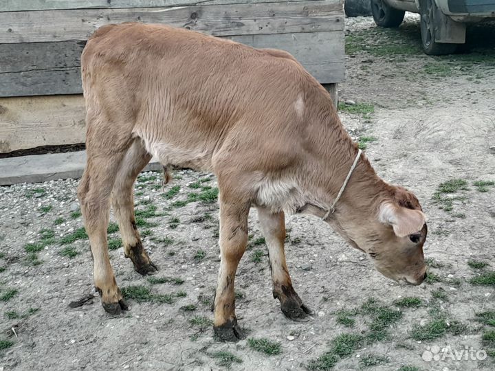 Корова с телёнком