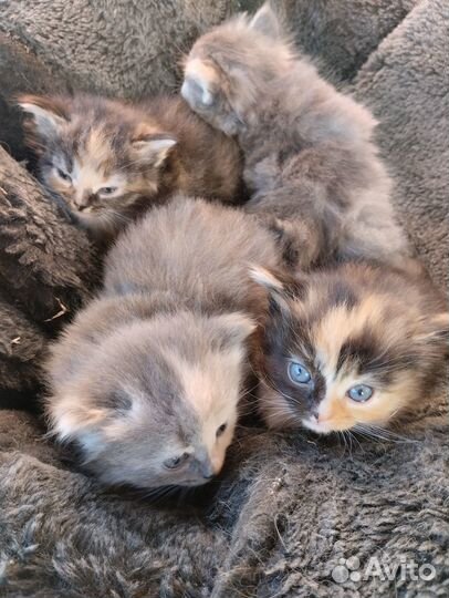 Котята отдам в добрые руки бесплатно