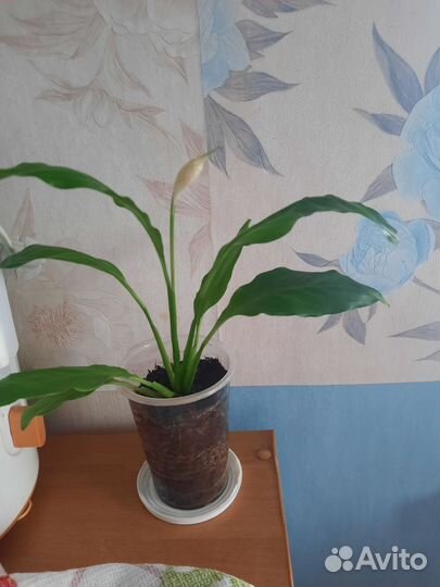 Спатифиллум Женское счастье