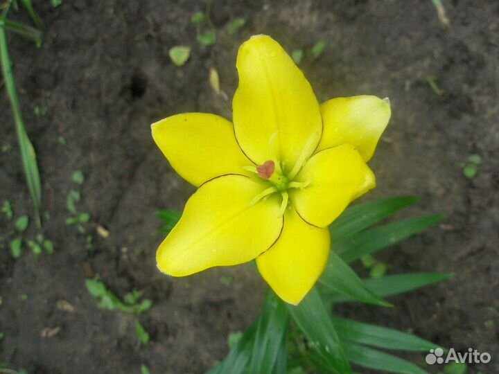 Лилии на осень 2023, принимаю заявки