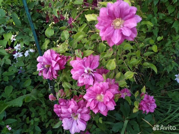 Цветы клематисы