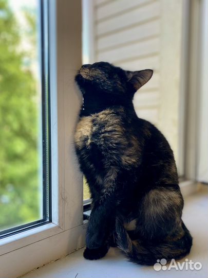 Черное Золото, а не кошка