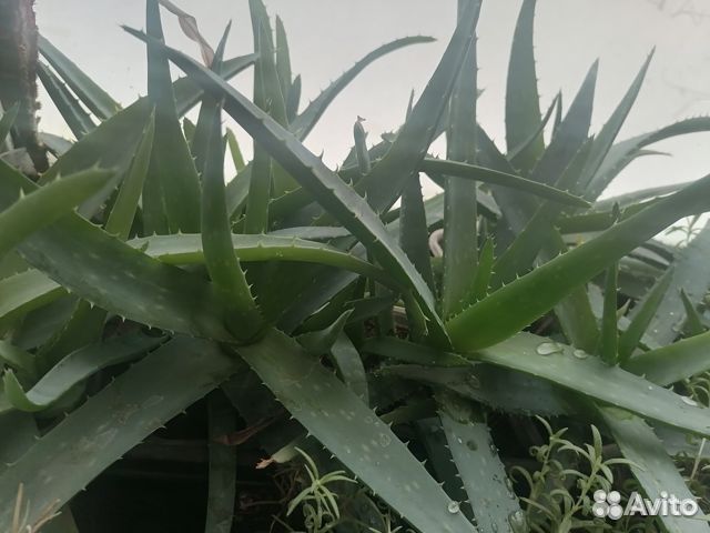 Столетник алое