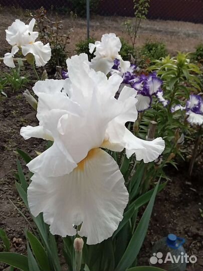 Ирисы бородатые сортовые