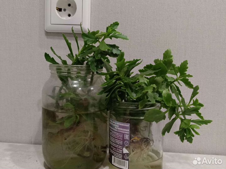 Каланхоэ растки