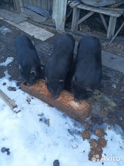 Вьетнамские вислобрюхие свиньи