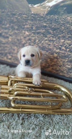 Щенки лабрадора