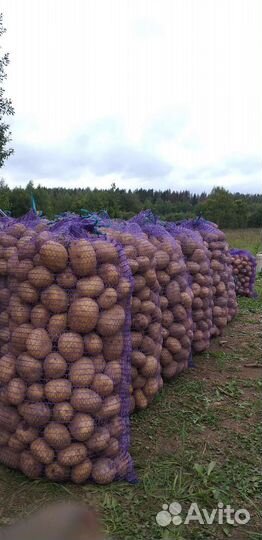 Картофель розница и опт,картофель бэби.Деревенский