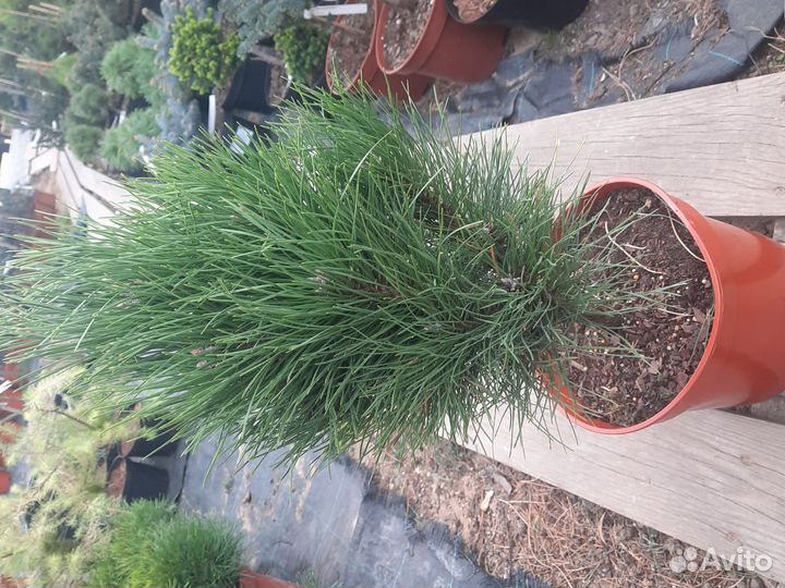 Сосна Грин тауэр