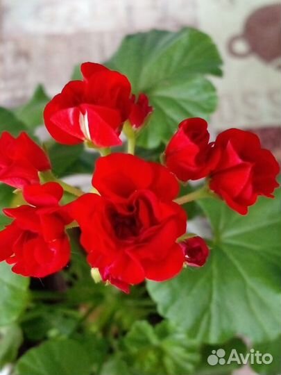 Пеларгония