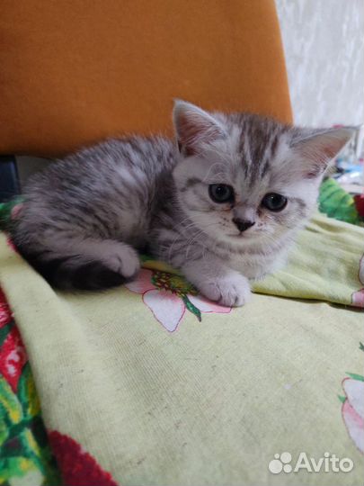 Отдам 2 котят