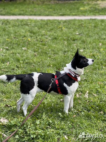 Маленькая собака из приюта очень ждет хозяина