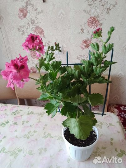 Герань королевская