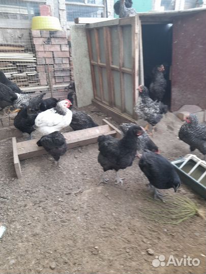 Цыплята несушки