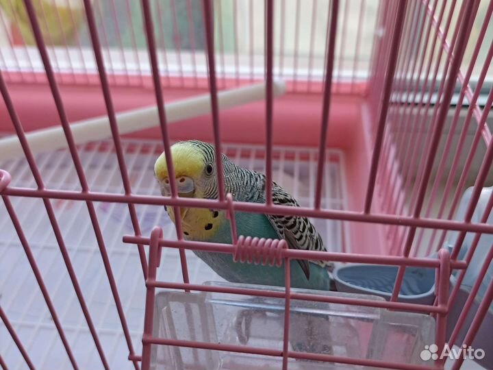 Продам волнистого попугая с клеткой