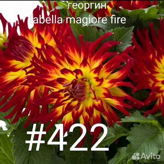 Георгины вегетативные