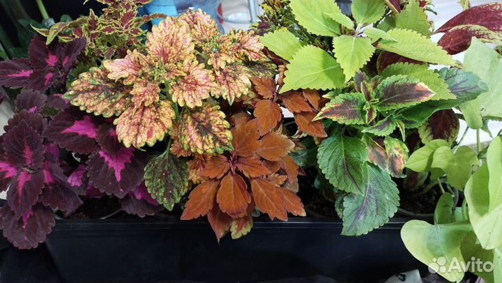 Колеусы и ипомея батат